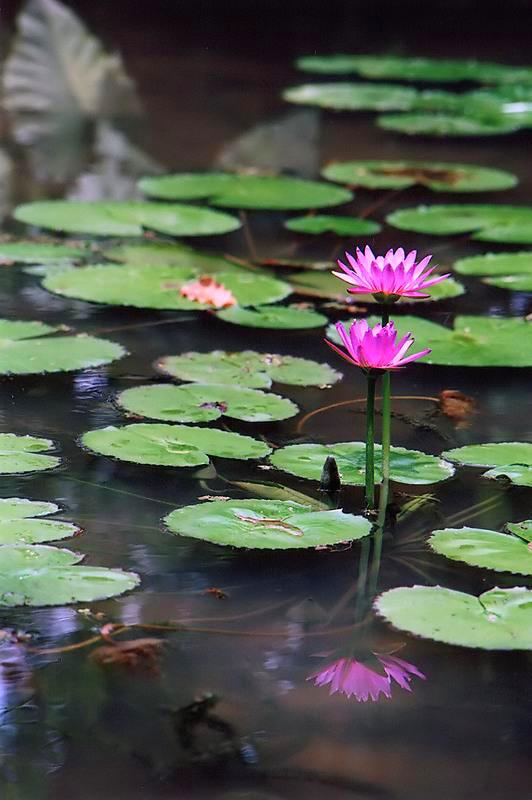 photo "Twins" tags: nature, flowers