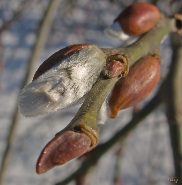 photo "January drop" tags: macro and close-up, nature, flowers