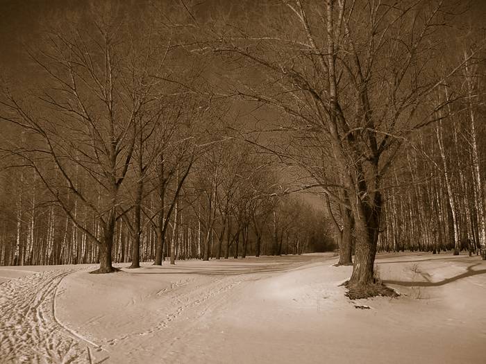 photo "дорога к новому" tags: landscape, forest