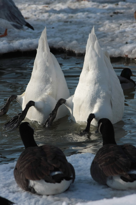 photo "***" tags: nature, wild animals