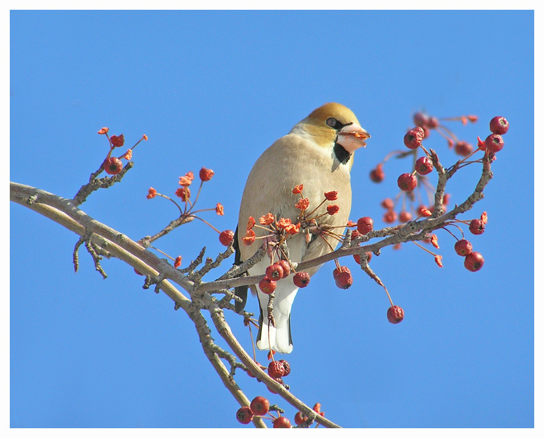 photo "***" tags: nature, wild animals