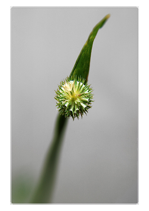 photo "***" tags: macro and close-up, 