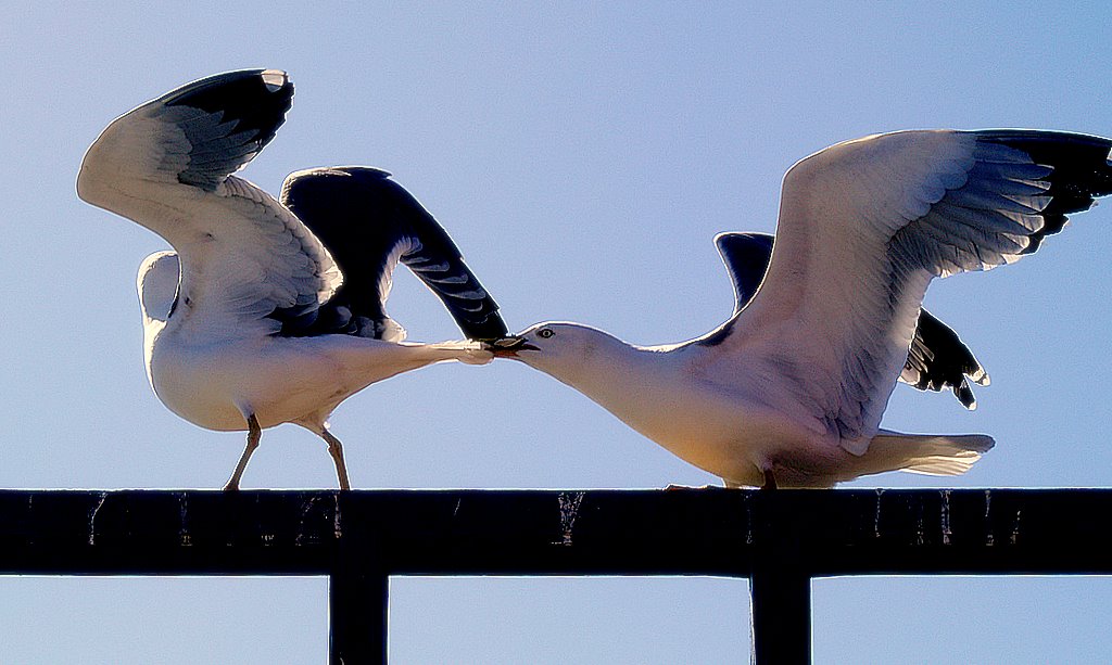 photo "Don't leave me...please! I love you so much!!" tags: nature, wild animals