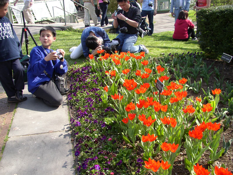 photo "Spring in Brooklyn" tags: genre, nature, flowers