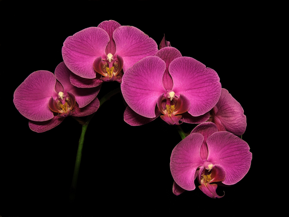 photo "***" tags: nature, macro and close-up, flowers