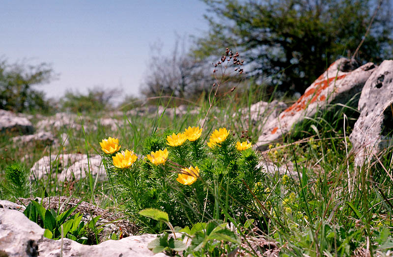 photo "***" tags: nature, flowers