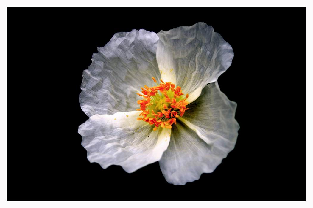 photo "***" tags: macro and close-up, nature, flowers