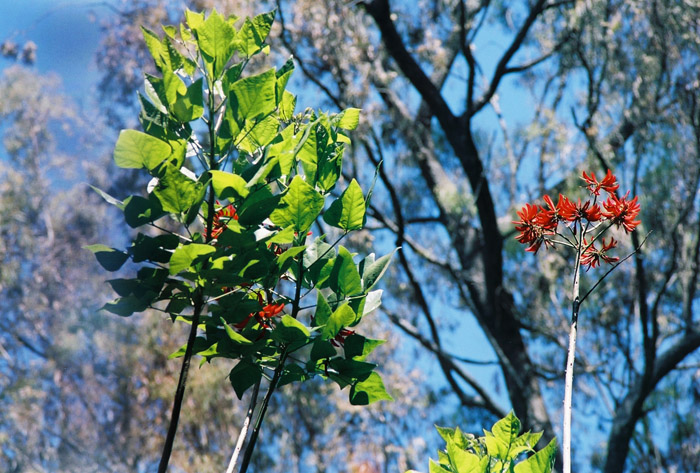 photo "this season in India!" tags: nature, flowers