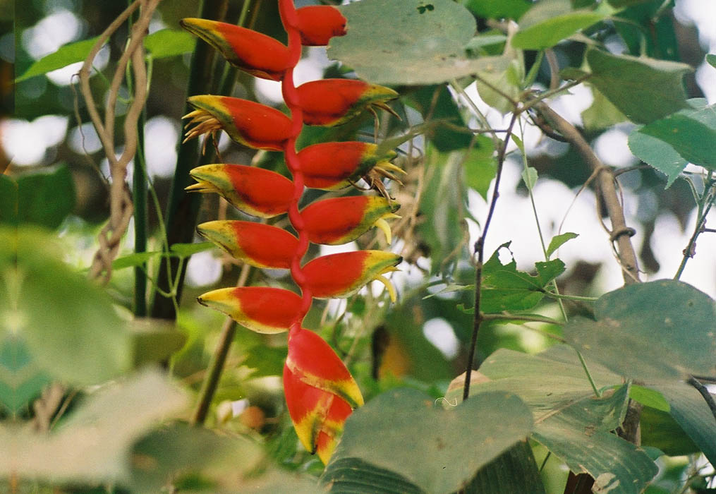 photo "in the garden different type of flowers" tags: nature, flowers