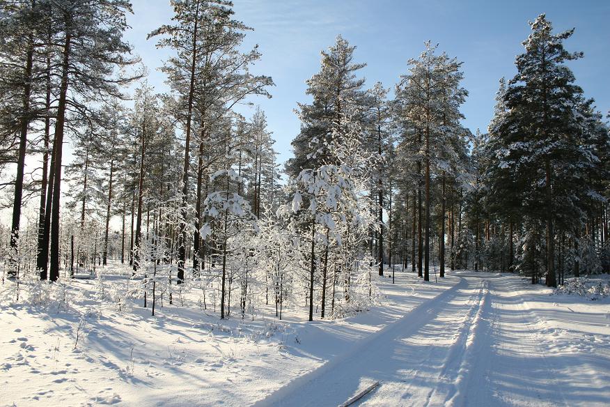 photo "***" tags: landscape, forest, winter