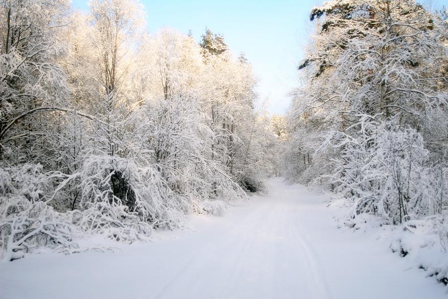 фото "русская зима" метки: пейзаж, зима, лес