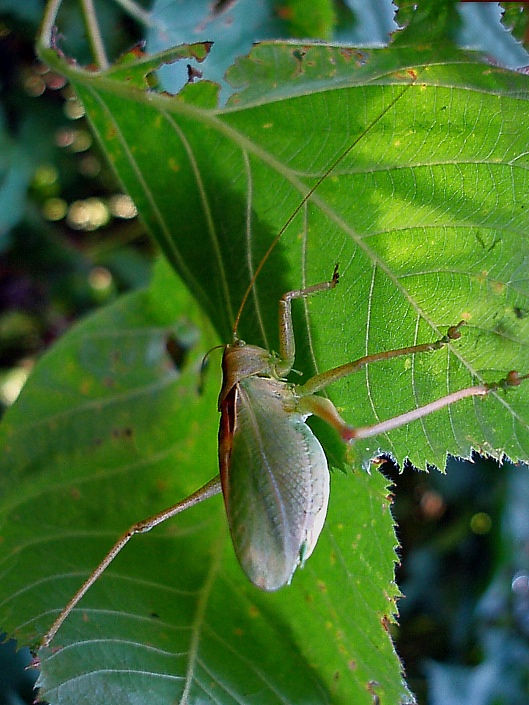 photo "***" tags: nature, macro and close-up, insect