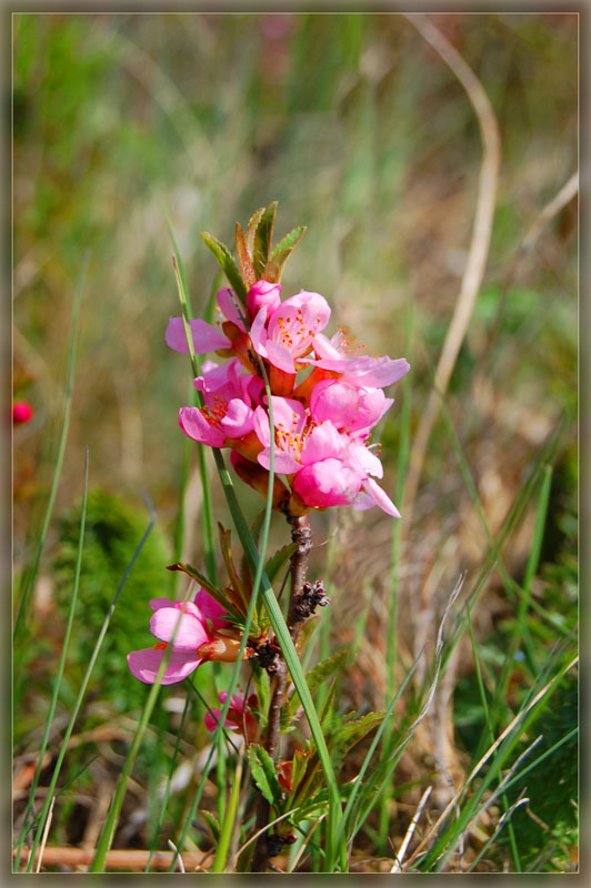 photo "***" tags: nature, flowers