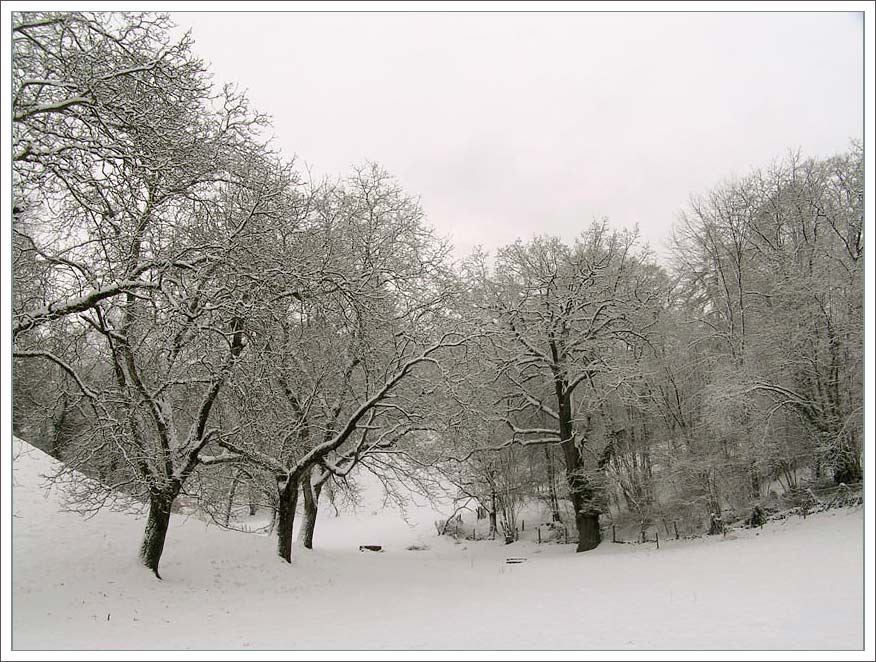 photo "***" tags: landscape, forest, winter