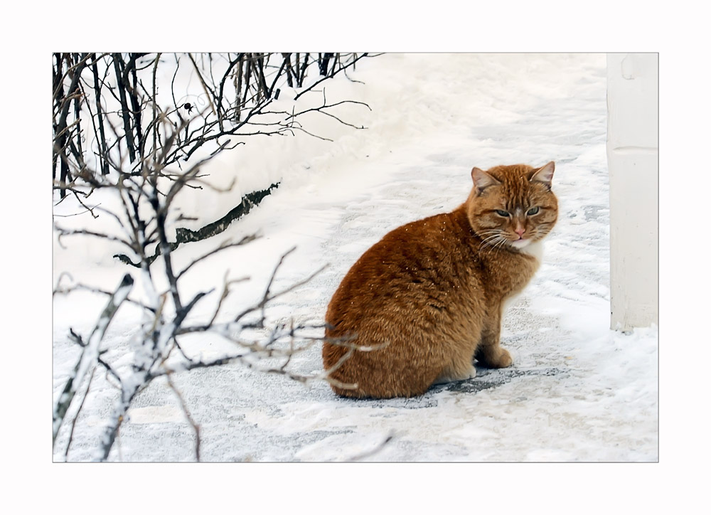 фото "Жил да был рыжий кот за углом -))" метки: природа, домашние животные