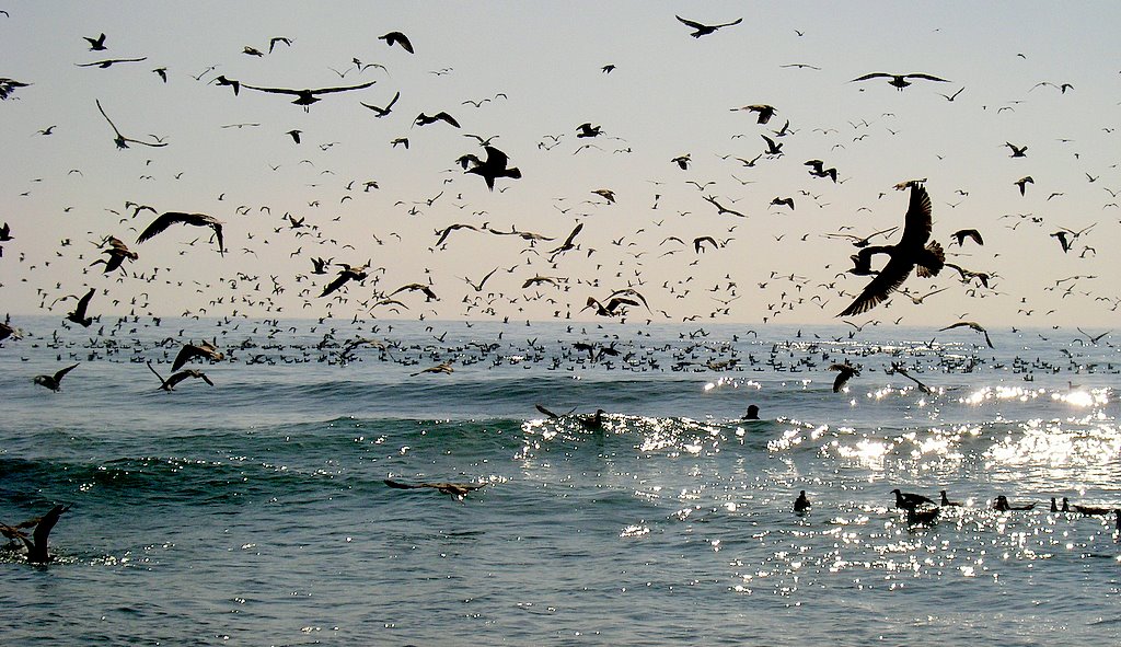 фото "Seagulls party..." метки: пейзаж, природа, вода, дикие животные