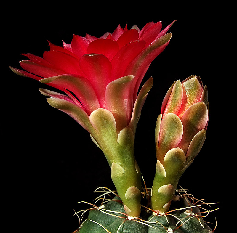 фото "Gymnocalycium baldianum." метки: природа, макро и крупный план, цветы