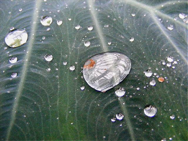 фото "Drop in nature." метки: природа, цветы