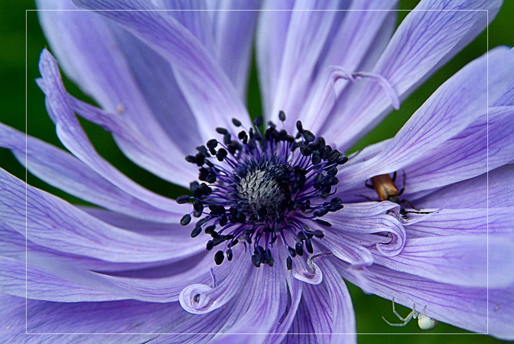 photo "***" tags: nature, macro and close-up, flowers