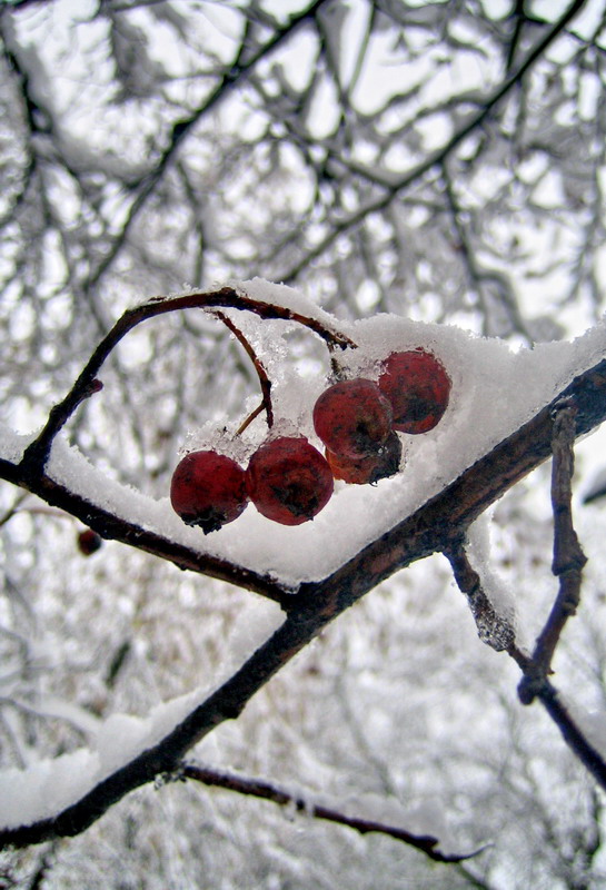 photo "***" tags: landscape, nature, flowers, winter