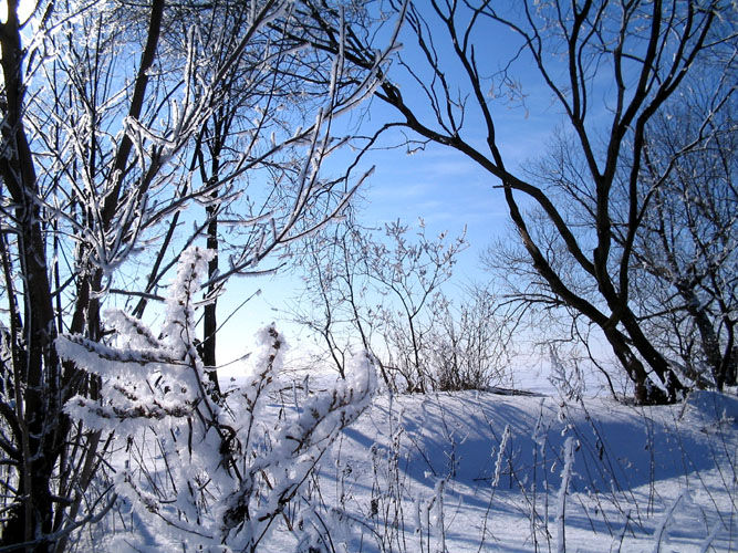 photo "The Circulation of  Light" tags: landscape, forest, winter