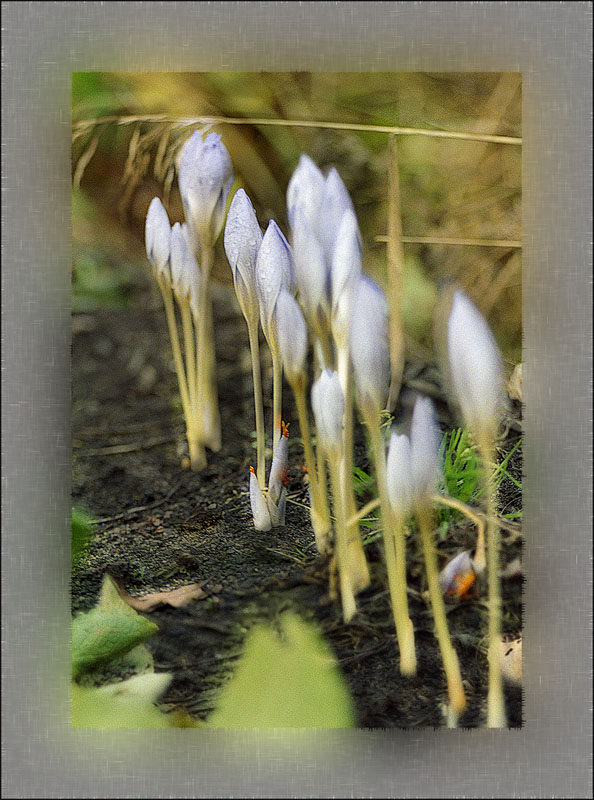 photo "Autumn crocuses" tags: nature, flowers