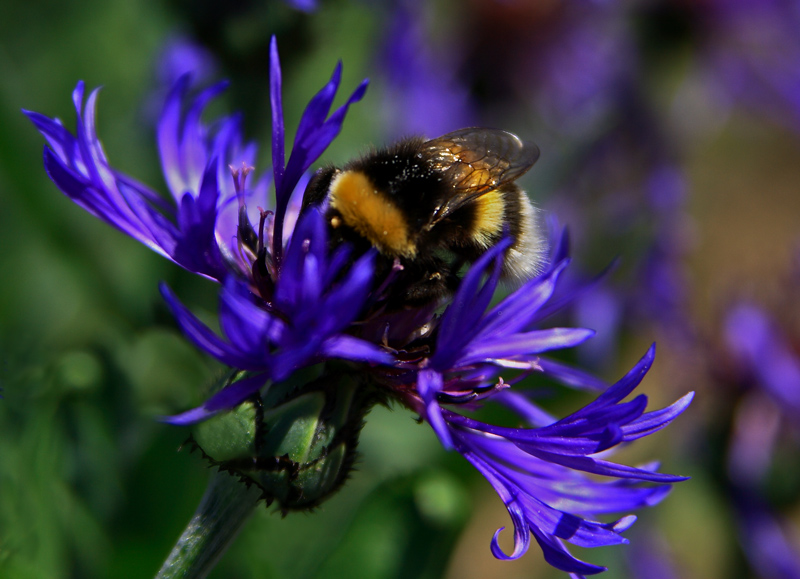 photo "***" tags: nature, macro and close-up, insect