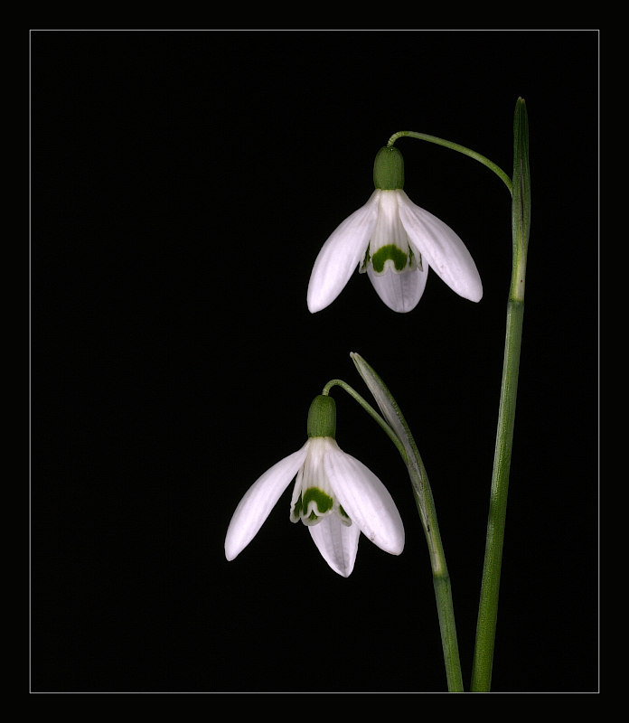 фото "Galanthus nivalis L" метки: природа, цветы