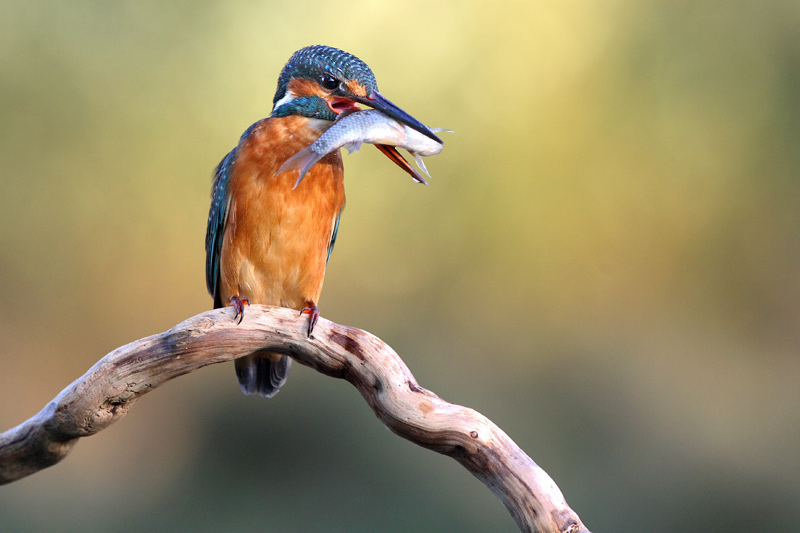 фото "Alcedo" метки: природа, дикие животные