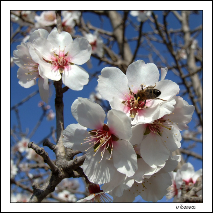 photo "Almond tree" tags: nature, flowers