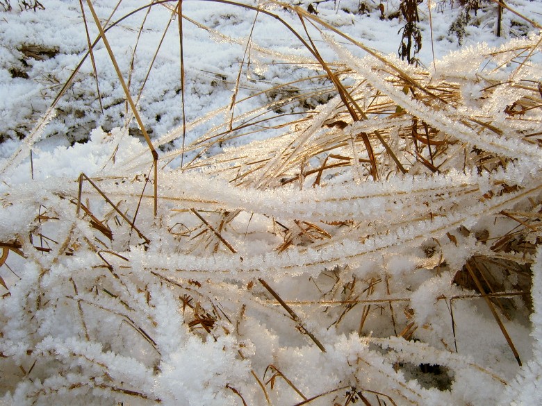 photo "***" tags: landscape, nature, flowers, winter