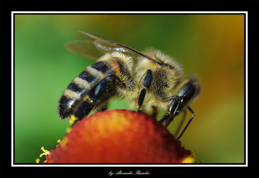 photo "***" tags: macro and close-up, nature, insect