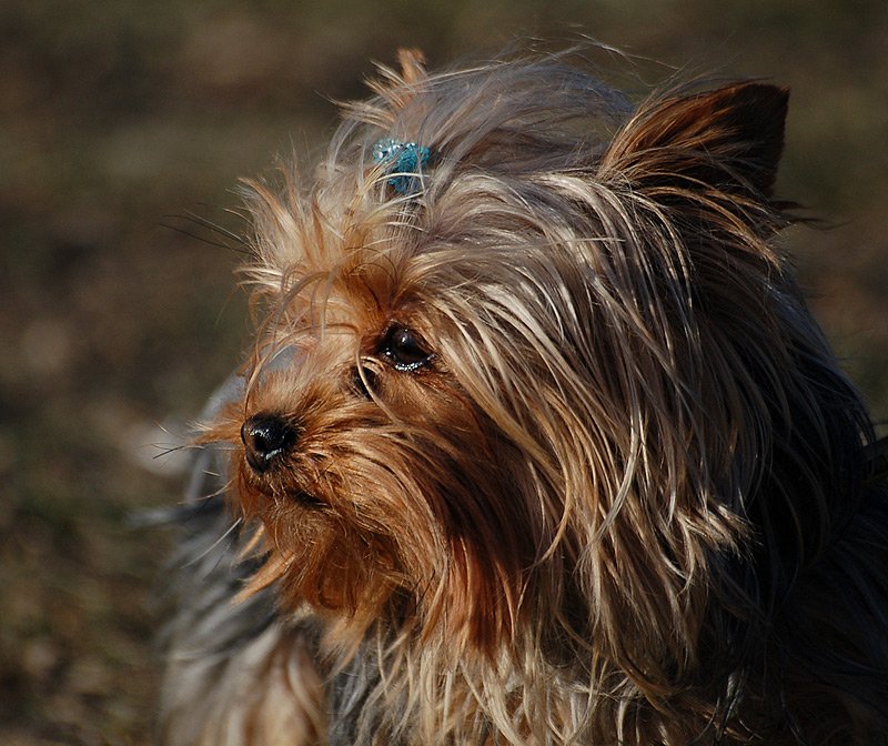 photo "***" tags: nature, pets/farm animals