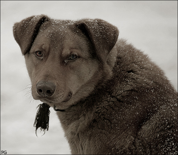 фото "собака друг человека." метки: природа, портрет, 