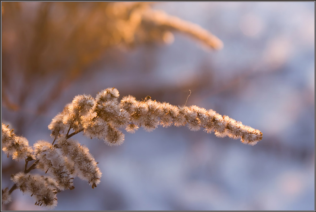 photo "Gentleness" tags: nature, flowers