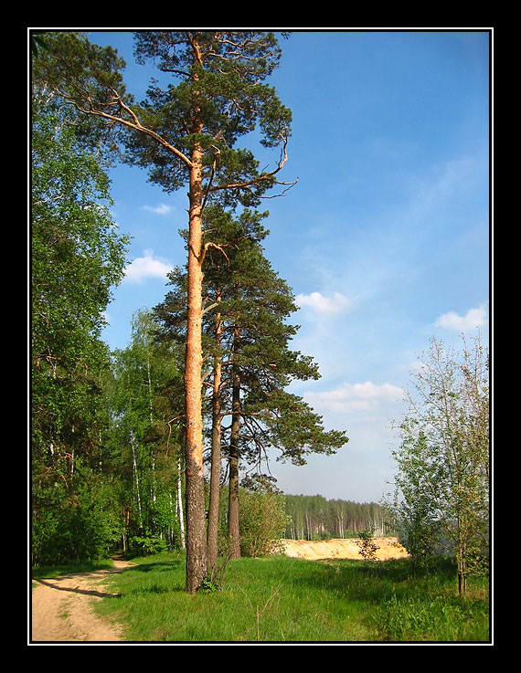 фото "pine-trees-2" метки: пейзаж, лето