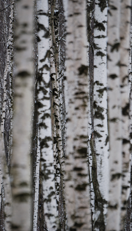 photo "***" tags: landscape, forest, winter