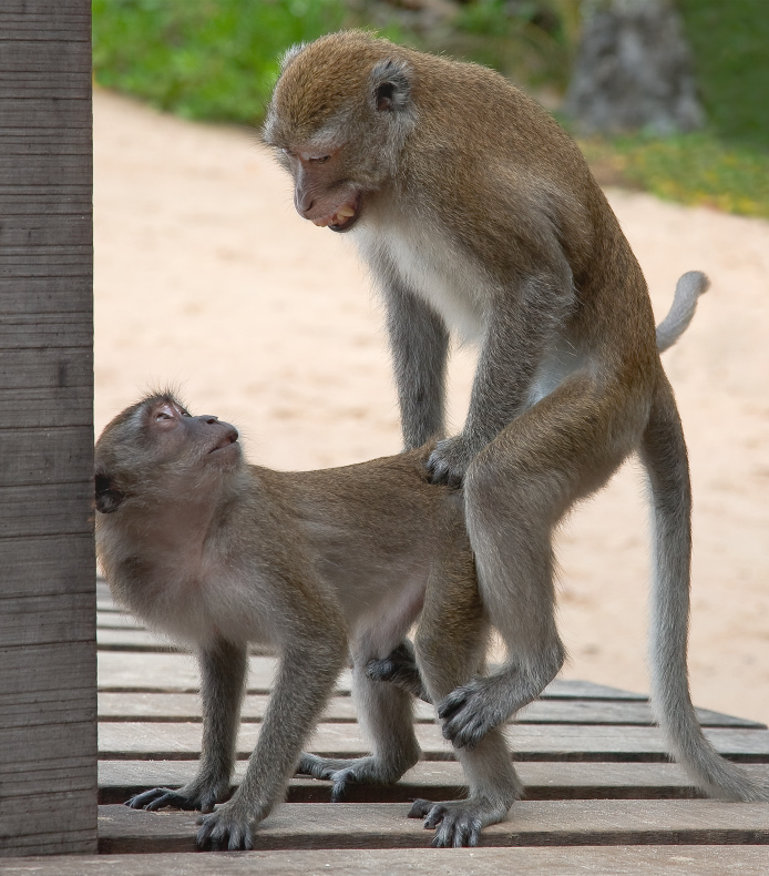 photo "***" tags: nature, travel, Asia, wild animals