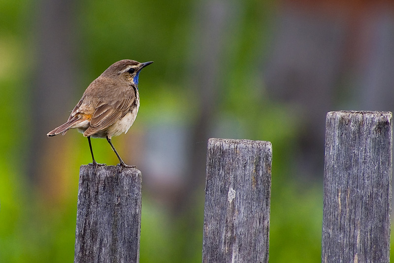 photo "***" tags: nature, wild animals