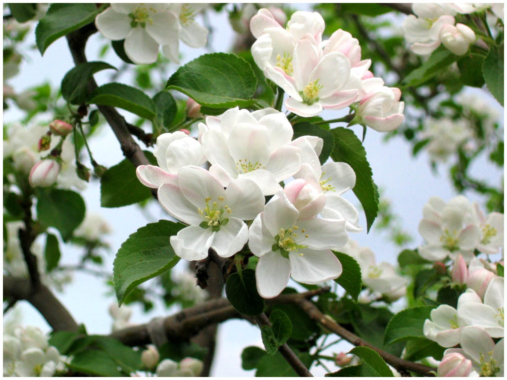 photo "Spring" tags: nature, macro and close-up, flowers