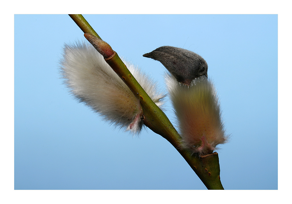 фото "Salix viminalis" метки: природа, цветы