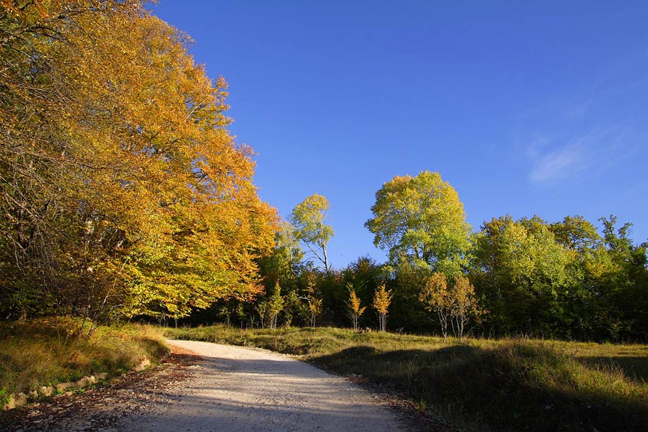 photo "***" tags: landscape, forest