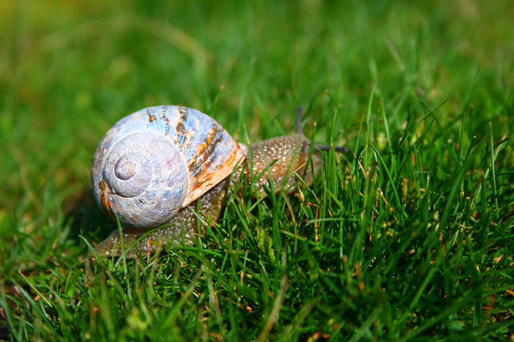 photo "***" tags: macro and close-up, 