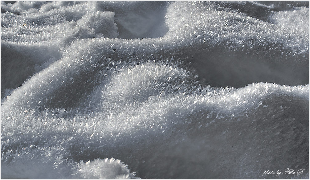 фото "Снежное одеяло" метки: макро и крупный план, 