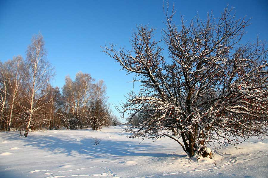 фото "В старом заброшенном саду" метки: пейзаж, зима, лес