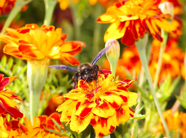 photo "***" tags: nature, insect