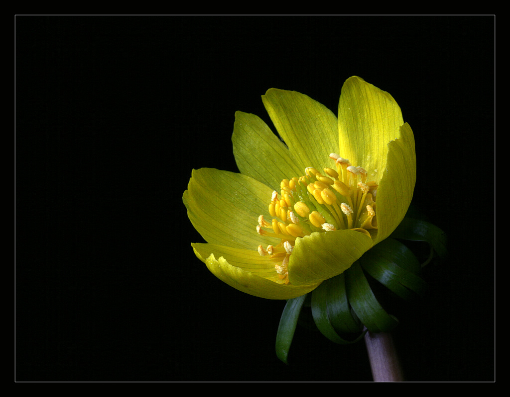 photo "Eranthis hyemalis" tags: nature, flowers