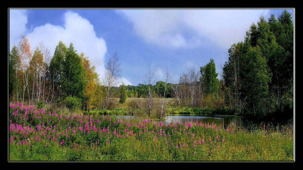 photo "Summer" tags: landscape, forest, summer