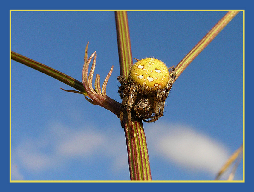 photo "Yellow Spider" tags: macro and close-up, 