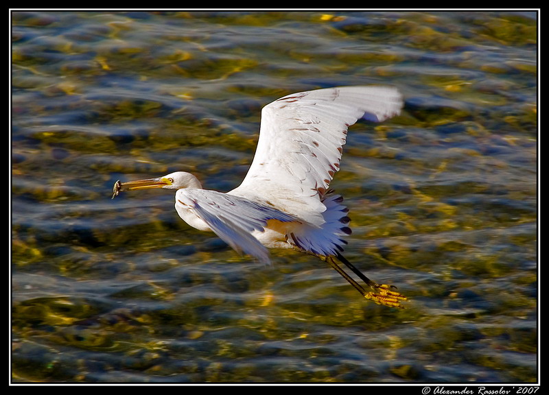 photo "***" tags: nature, travel, wild animals